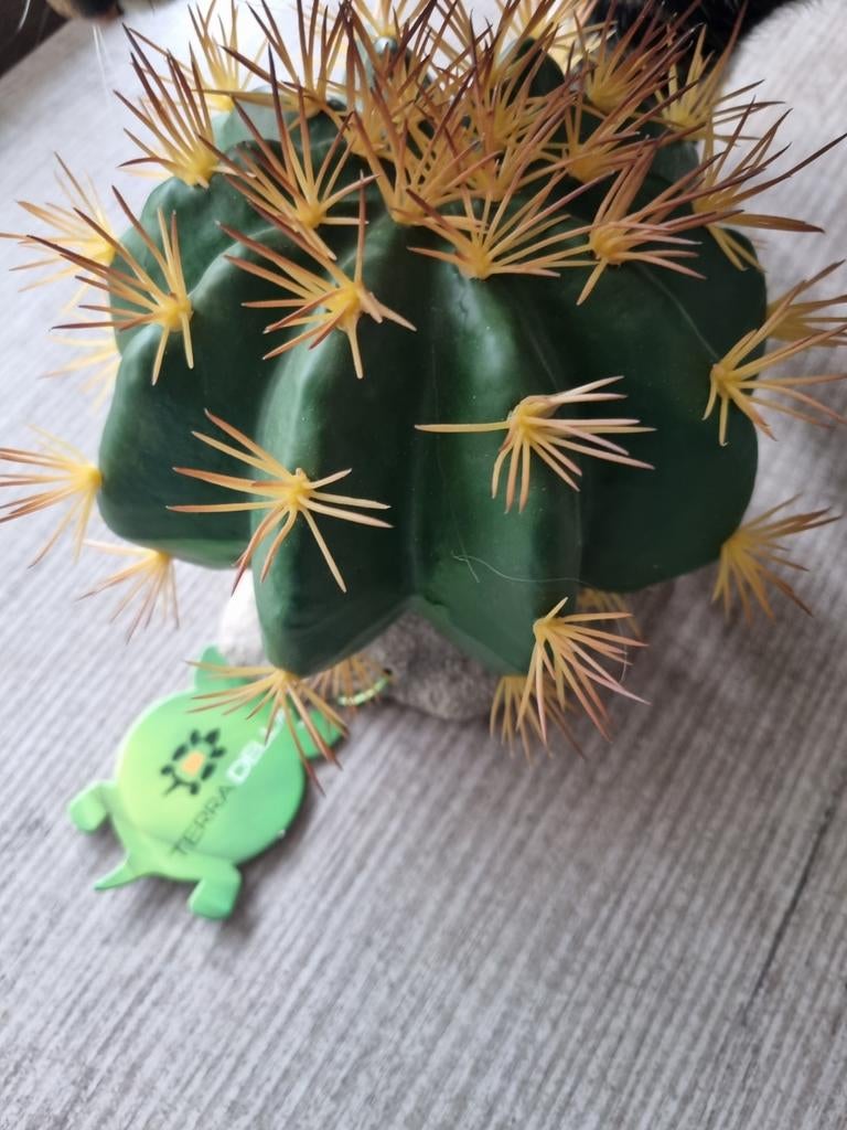 Terrarium cactus Terra Della, Ophalen of Verzenden, Nieuw