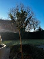 Pindakaasboom (Clerodendrum trichotomum) - Zelf uitgraven, Overige soorten, 100 tot 250 cm, Zomer, Ophalen