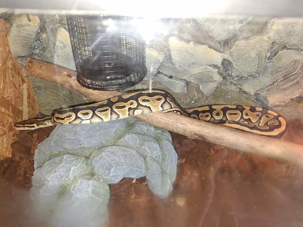 Konings python tekoop., Dieren en Toebehoren, Slang, Met terrarium, 0 tot 2 jaar