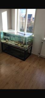 Groot volglas aquarium, Ophalen of Verzenden, Zo goed als nieuw, Leeg aquarium