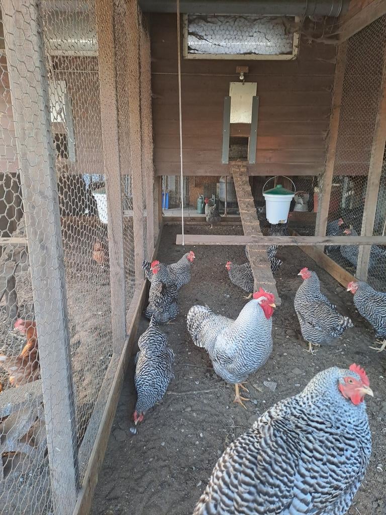 Broedeieren, Dieren en Toebehoren, Pluimvee, Kip, Geslacht onbekend
