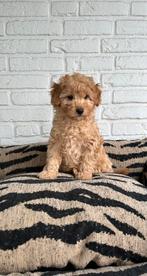 Poedel pups toy x dwerg abrikoos, Poedel, Parvo, Nederland, 8 tot 15 weken