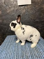 Dalmatiner ram dwerg rex, Dieren en Toebehoren, Mannelijk, Dwerg, 0 tot 2 jaar