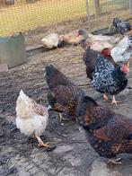 Te koop wyandotte kriel kippen, Meerdere dieren, Kip