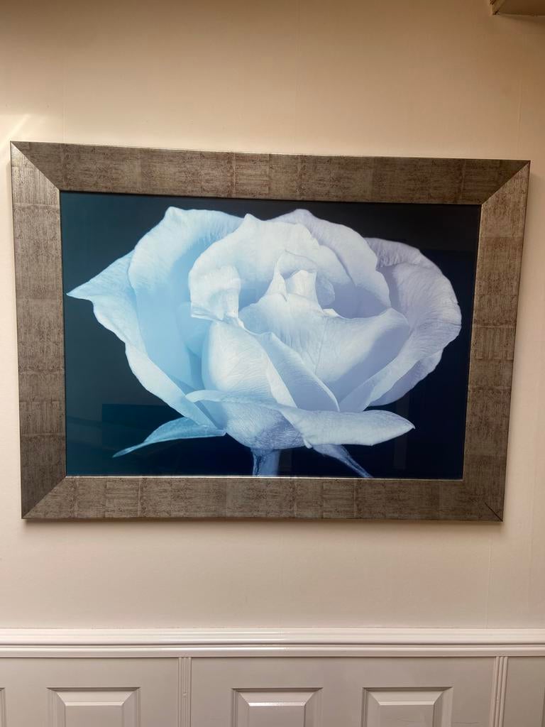 Prachtig canvas schilderij met witte roos, Ophalen