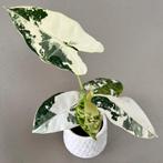 Zeldzame knol van Alocasia micholitziana 'Frydek' Variegata, Huis en Inrichting, Kamerplanten, Verzenden, Overige soorten, Halfschaduw