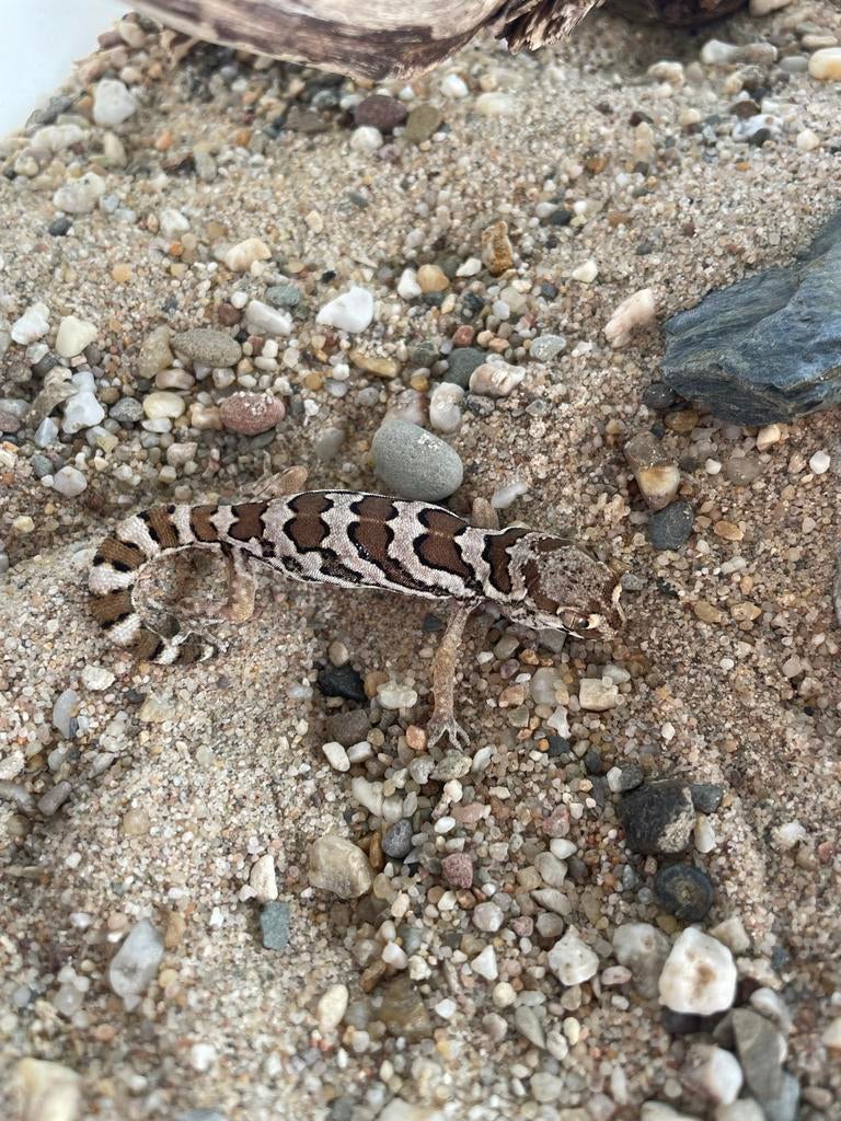 1.1 Pachydactylus macrolepis cb25, Hagedis, 0 tot 2 jaar