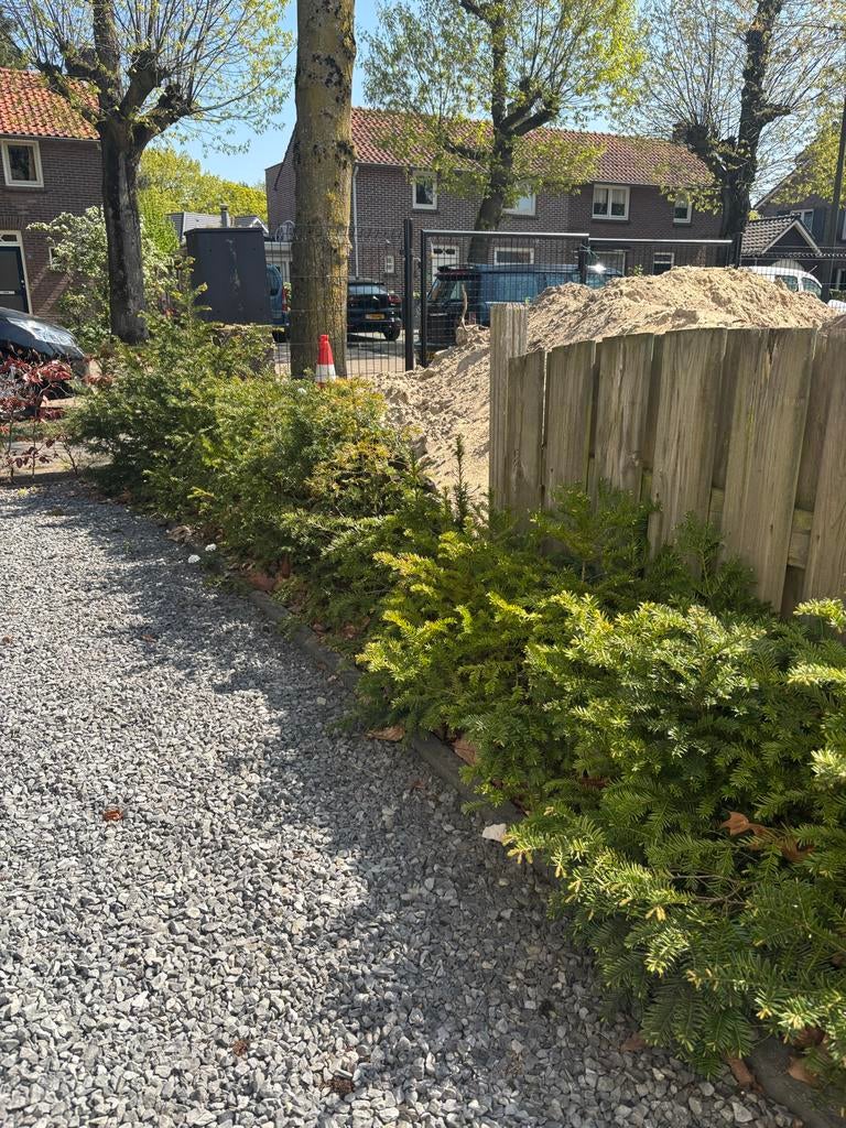 Dennenhaag taxus - ongeveer 30 stuks, Tuin en Terras, Planten | Tuinplanten, Overige soorten, Vaste plant, Ophalen of Verzenden