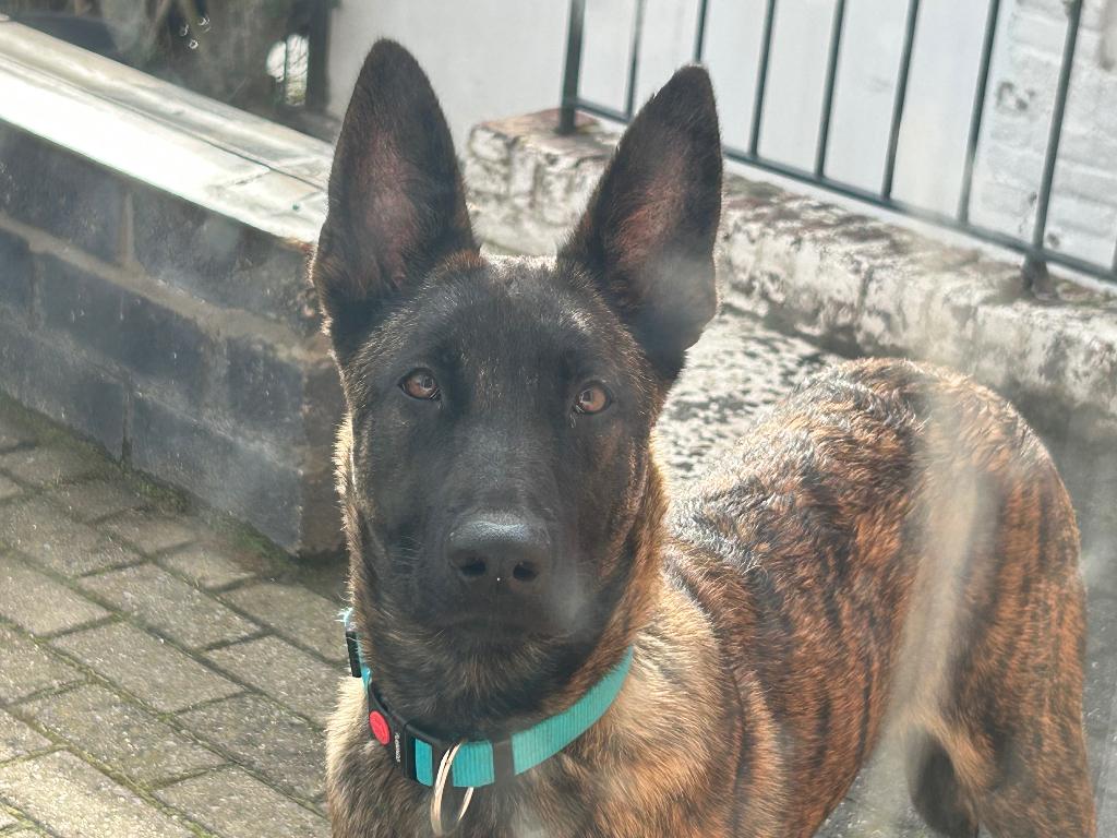 Mechel x Hollandse herder teef 7 maand, Dieren en Toebehoren, Honden | Herdershonden en Veedrijvers, 15 weken tot 1 jaar, Teef