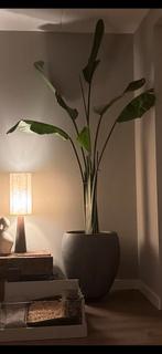 Grote Strelitzia plant inclusief pot - Pothoogte 58cm, Tuin en Terras, Planten | Tuinplanten, Vaste plant, Bloeit niet, Halfschaduw