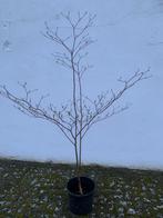 Japanse kornoelje (Cornus contraversa) - Etageboom, Tuin en Terras, Planten | Bomen, Halfschaduw, Overige soorten, Lente, 400 cm of meer