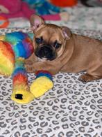 Franse bulldog pups, Parvo, 8 tot 15 weken, Bulldog, Meerdere