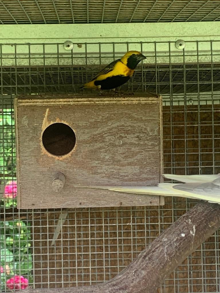 Napoleonwever man, Dieren en Toebehoren, Mannelijk, Overige soorten