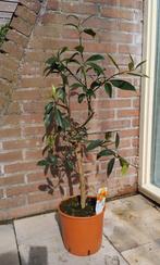 Citrus Kumquat, Ophalen, Volle zon, Overige soorten, Minder dan 100 cm