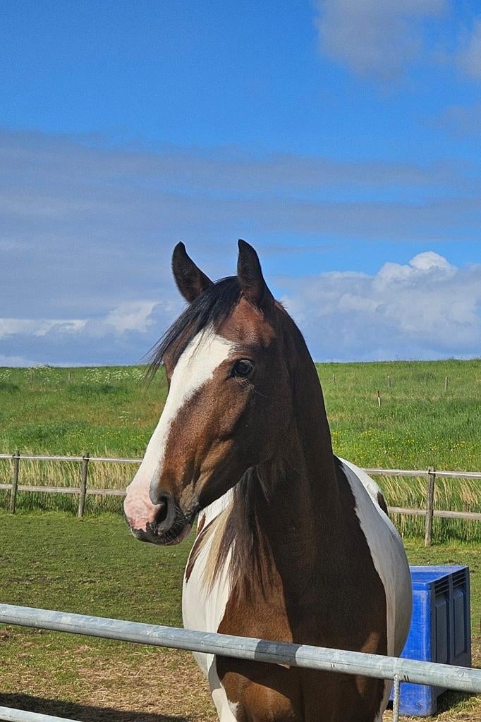 Mooie lieve Merrie te koop Barockpinto x KWPN, Dieren en Toebehoren, Paarden, Merrie, Dressuurpaard, 3 tot 6 jaar