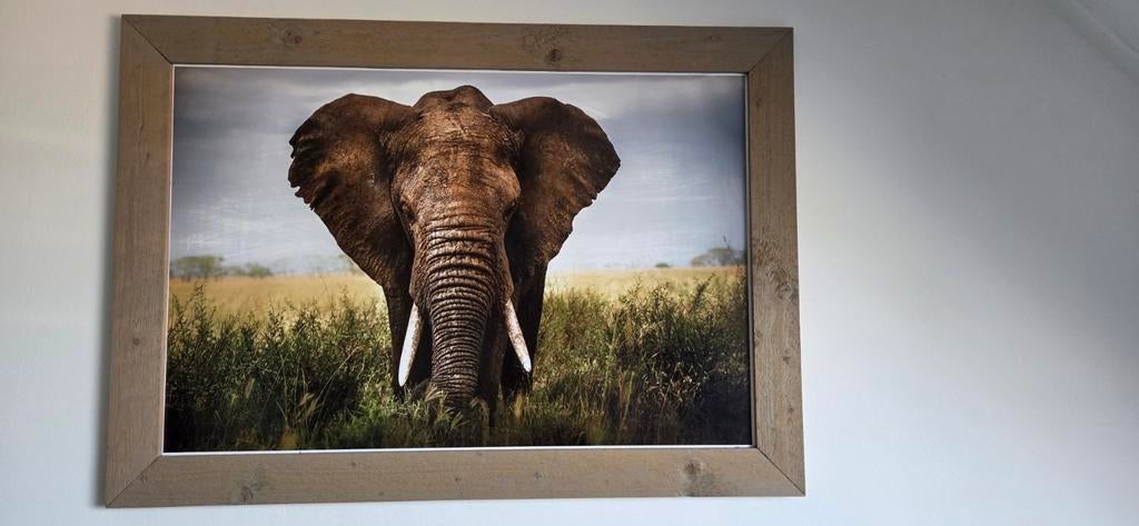 Poster met lijst steigerhout en kussen olifant, Ophalen, 50 tot 75 cm, Schilderij, Minder dan 50 cm