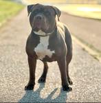 American bully xl dekreu, Parvo, 1 tot 2 jaar, Eén hond, Nederland