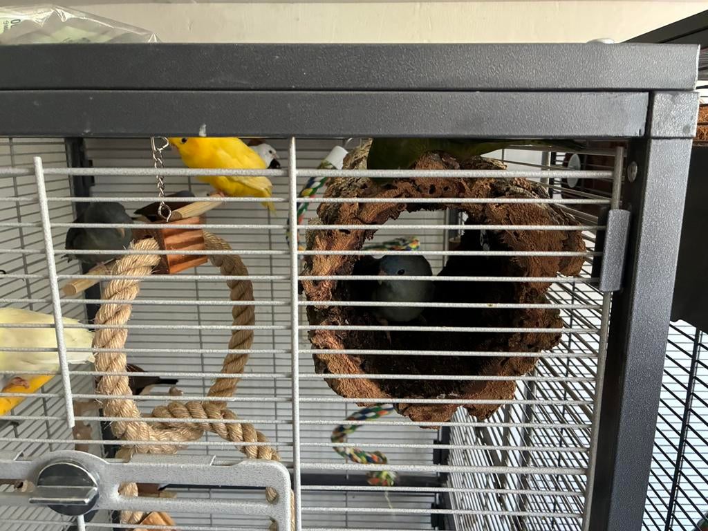 Jong koppel Catharina,s, Dieren en Toebehoren, Vogels | Parkieten en Papegaaien, Meerdere dieren, Parkiet