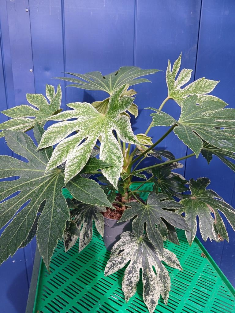 Fatsia japonica 'Spider's Web' - Japanse vingerplant, Tuin en Terras, Vaste plant, Bloeit niet, Halfschaduw, Ophalen