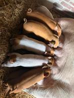 Duroc Biggen te koop, Dieren en Toebehoren, Schapen, Geiten en Varkens, Vrouwelijk, Varken