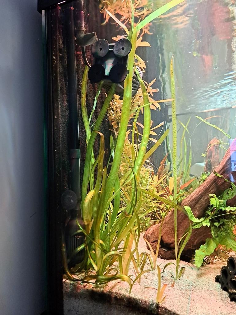 Zeven stekken Vallisneria Gigantea, Overige typen