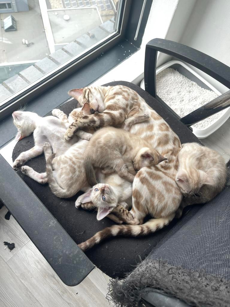 Sneeuw Bengaalse kittens te koop, Dieren en Toebehoren, Katten en Kittens | Overige Katten