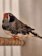 Zwartwang man zebravink 2025, Dieren en Toebehoren, Mannelijk, Geringd