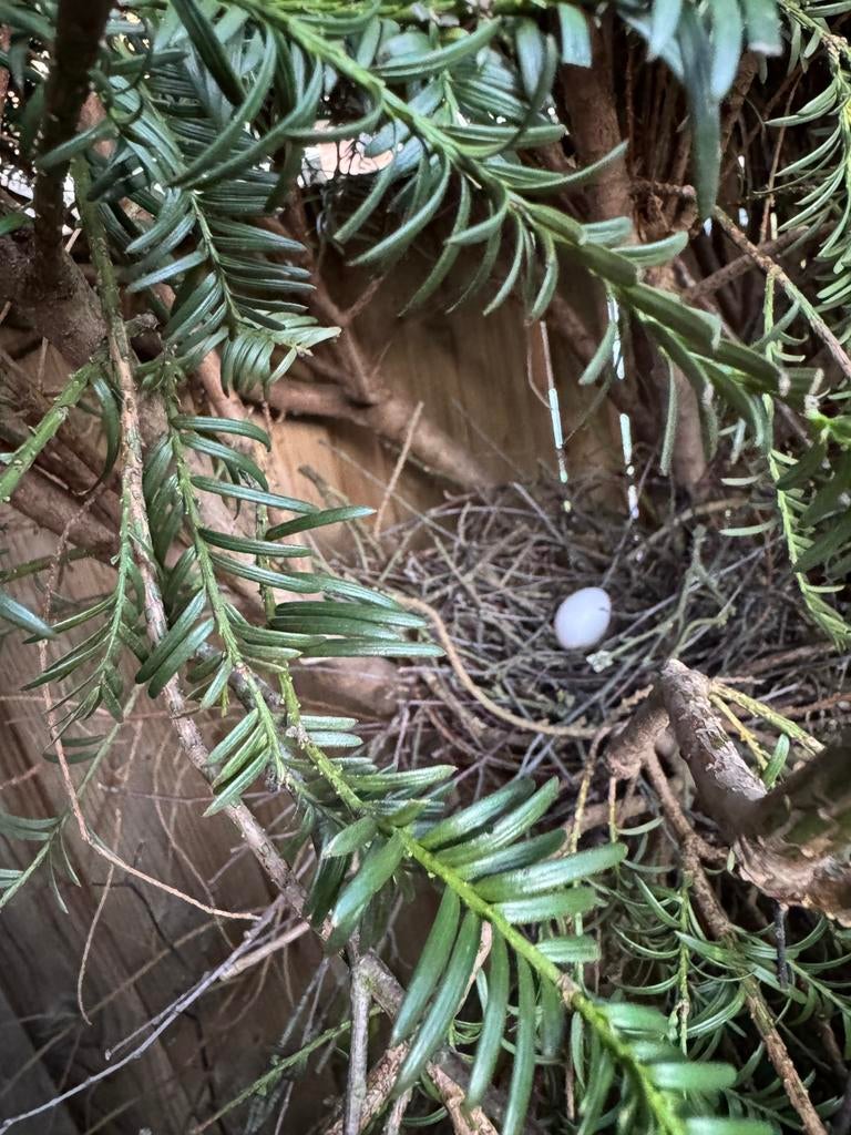Gezocht broed eieren /recent bevruchte sierduiven eieren, Overige soorten