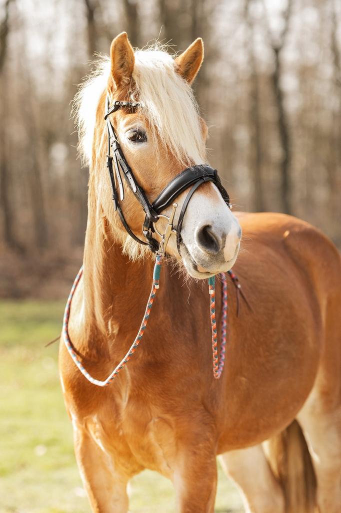 Open teugels, Dieren en Toebehoren, Paarden en Pony's | Hoofdstellen en Tuigage, Ophalen of Verzenden, Nieuw