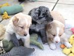 Border collie - Labrador pups, Nederland, Labrador retriever, Meerdere, Meerdere dieren