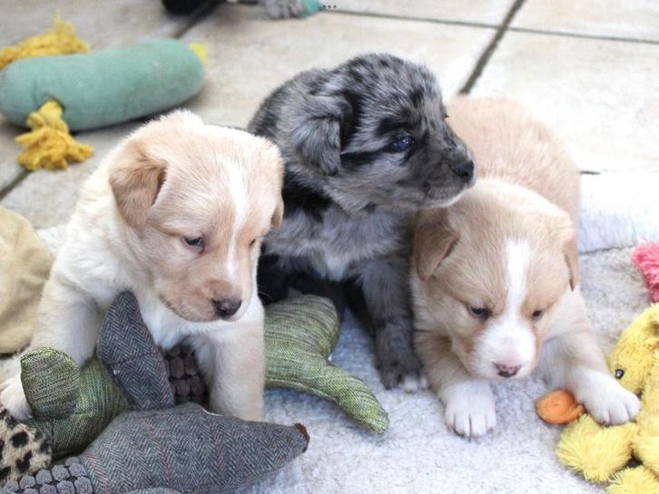 Border collie - Labrador pups, Dieren en Toebehoren, Honden | Retrievers, Spaniëls en Waterhonden, Meerdere dieren, Labrador retriever