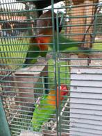 2 mooi vogels, Dieren en Toebehoren, Vogels | Parkieten en Papegaaien, Geslacht onbekend, Dwergpapegaai of Agapornis