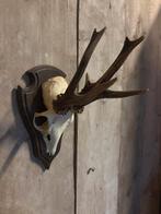 Reebok schedel (6) abnorm, Ophalen of Verzenden, Nieuw, Hert, Schedel