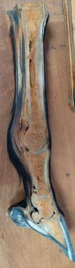 Preparaat onderbeen paard, Ophalen of Verzenden, Zo goed als nieuw, Paard, Beeldje of Figuurtje