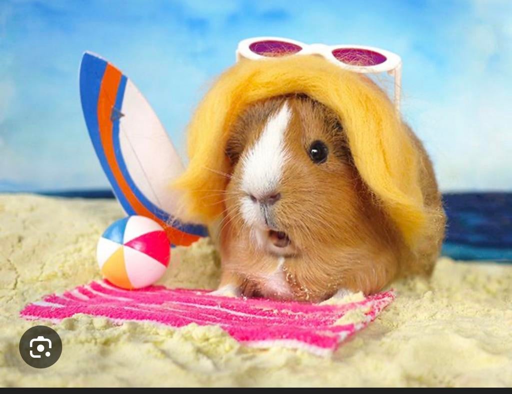 Cavia oppas / vakantieoppas, Dieren en Toebehoren, Januari, Meerdere dieren, Cavia