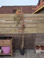 Klimop plant - Ideaal voor groene afscheiding, Tuin en Terras, Planten | Tuinplanten, Ophalen, Vaste plant, Bloeit niet, Halfschaduw