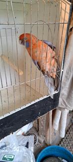 Pennant rosella, Mannelijk, Parkiet, Geringd