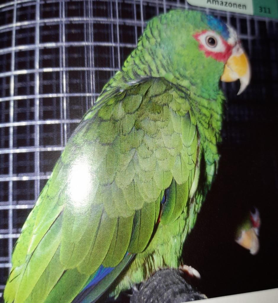 Gesucht., Dieren en Toebehoren, Vogels | Parkieten en Papegaaien, Meerdere dieren, Papegaai, Geringd