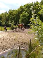 Gezocht! Rustig plekje voor paard(en), Weidegang