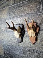 2 Mooie Ree geweien samen € 15 jacht hut mancave g29, Ophalen of Verzenden, Gebruikt, Hert, Gewei of Kop