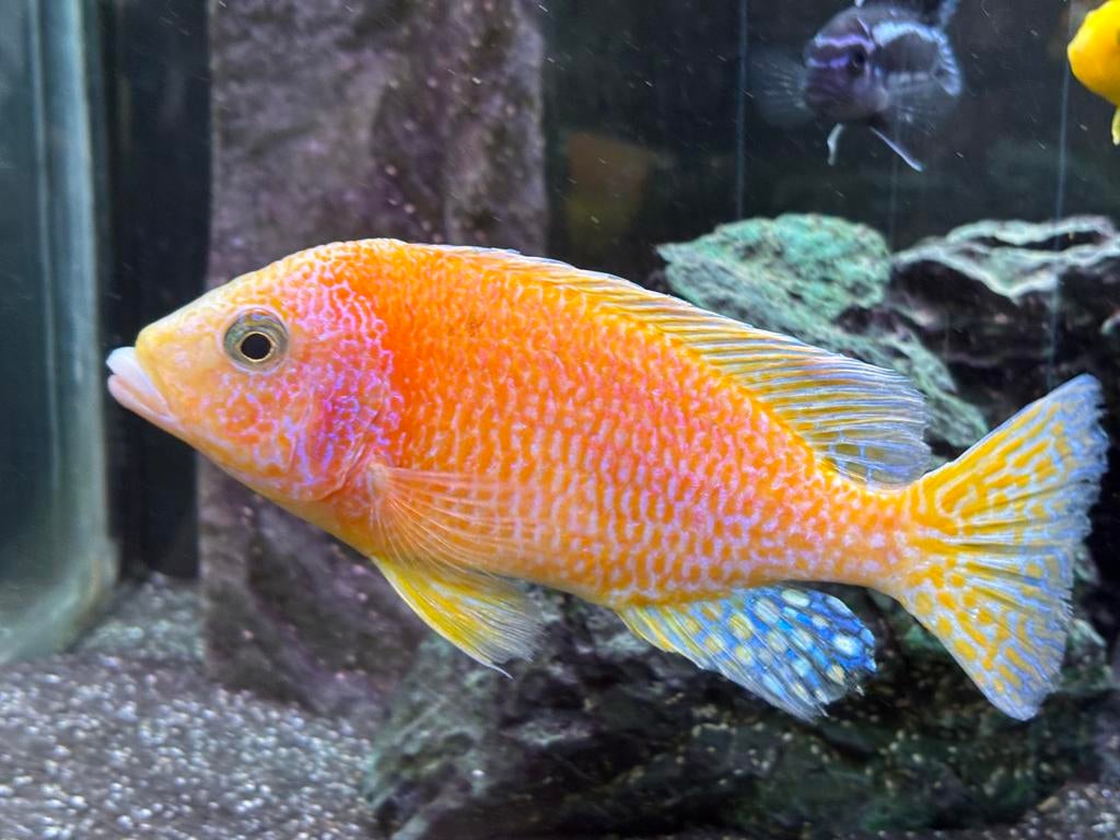 Groep Malawi cichliden, Dieren en Toebehoren, Vissen | Aquariumvissen, Vis, Zoetwatervis