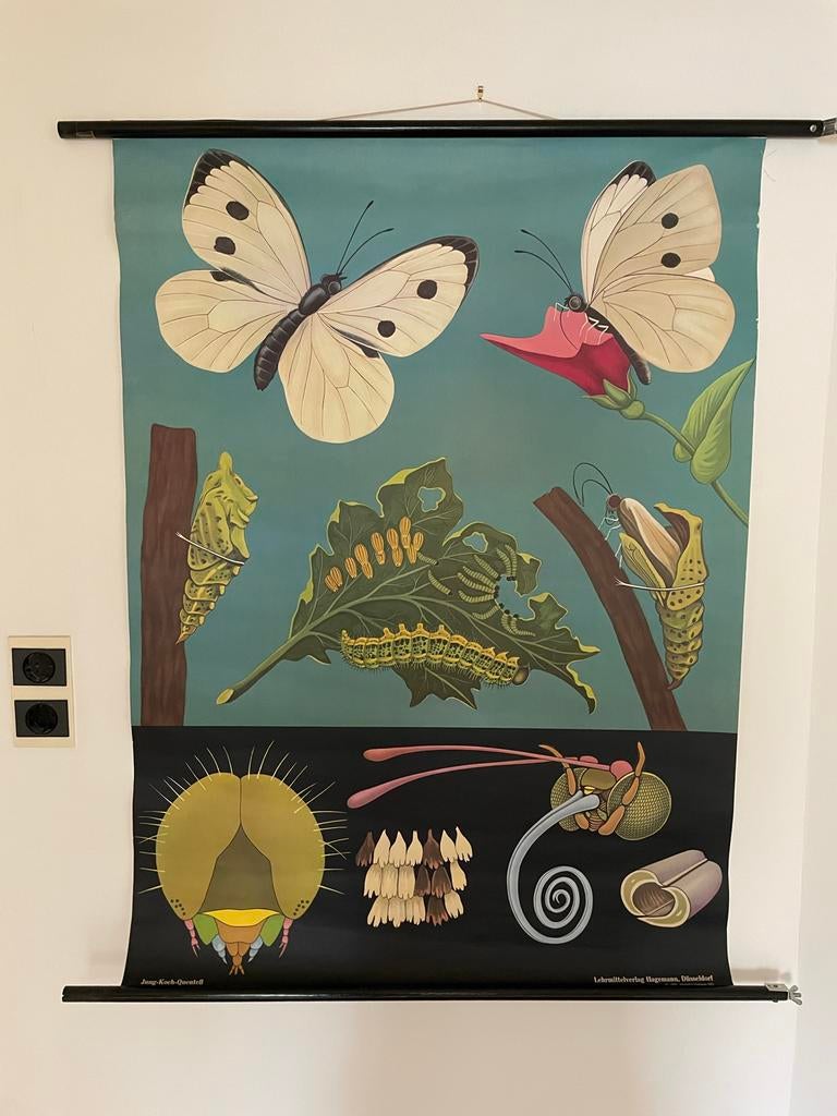 Vintage schoolplaat: Koolwitje door Jung-Koch-Quentell, Antiek en Kunst, Antiek | Schoolplaten, Ophalen of Verzenden, Natuur en Biologie