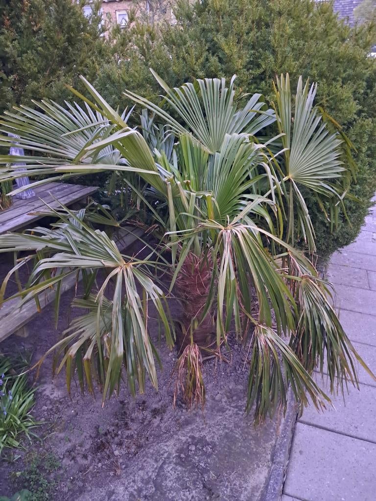 Palmboom, Tuin en Terras, Planten | Bomen, Ophalen