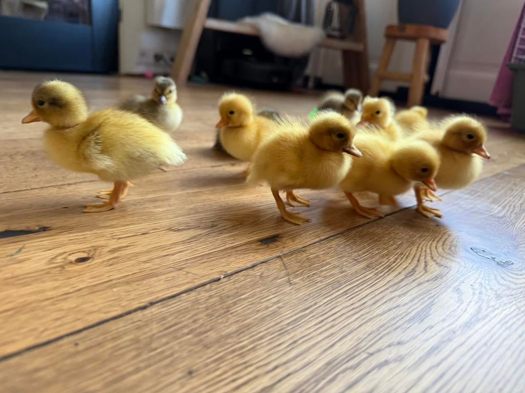 oud Hollandse kwaker pulletjes, Dieren en Toebehoren, Meerdere dieren, Eend