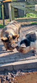 Twee KuneKune borgen, Mannelijk, Varken, 6 jaar of ouder