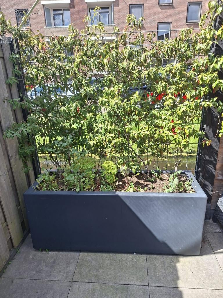 Grote polyester plantenbak, Tuin en Terras, Bloembakken en Plantenbakken, Ophalen, Kunststof, 60 cm of meer