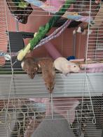 4 lieve Dumbo vrouwtjes ratten + Kooi en complete uitzet, Dieren en Toebehoren, Knaagdieren, Januari, Vrouwelijk, Rat