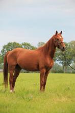 Leuke 7 jarige merrie. Oude advertentie nieuw paard, Dieren en Toebehoren, Paarden, Merrie, 160 tot 165 cm, Onbeleerd, Recreatiepaard