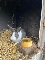 Mooie jonge hollander konijntjes, Dieren en Toebehoren, Konijnen, Meerdere dieren, Klein, 0 tot 2 jaar