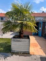 Hele mooie palmboom, Tuin en Terras, Planten | Bomen, 100 tot 250 cm, Palmboom, Ophalen, Volle zon